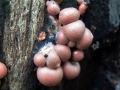 Lycogala epidendrum - Blutmilch Schleimpilz - Hoher Giek